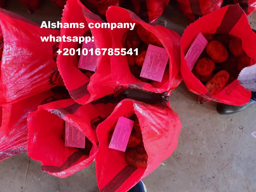 Product image - we exporter of Egypt alshams company for general import and export agricultural crops.
 -We would like to offer our Fresh potatoes 
Origin: Egypt🇪🇬
Specification : 
 Class 1 🤩🤩💯💯
For more information Plz contact With us
Whatsapp/ 00201016785541
Email /alshams.info@yahoo.Com
Sales manager
Mrs / donia mostafa

